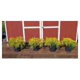 4 Gold Mop Cypress Plants