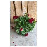 Red Geranium Hanging Basket