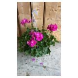 Pink Geranium Hanging Basket