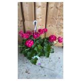 Pink Geranium Hanging Basket