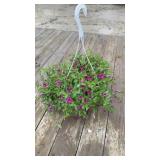 Itsy Magenta Petunia Hanging Basket
