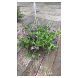 Mixed Petunia Hanging Basket