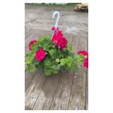 Hot Pink Geranium Hanging Basket