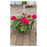 Hot Pink Geranium Hanging Basket