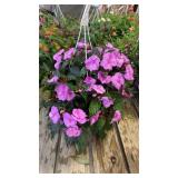 Vigorous Lavender Splash Impatiens Hanging Basket