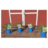 4 Rebloomer Yellow Happy Returns Daylily Plants