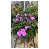 Vigorous Lavender Splash Impatiens Hanging Basket
