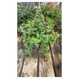 Light Purple Petunia Hanging Basket