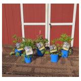 5 Mixed Gallery Colors Lupine Plants