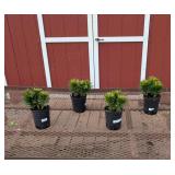 4 Dwarf Matrix Orange Lily Plants