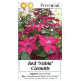 3 Red Nubia Clematis Vine Plants