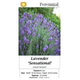 4 Fragrant Sensational Blue Lavender Plants