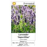 4 Fragrant Super Blue Blue Lavender Plants
