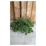Petunia Hanging Basket