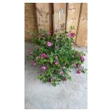 Petunia Hanging Basket
