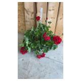 Calliope Dark Red Geranium Hanging Basket