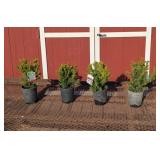 4 Dense Spreading Yew Plants