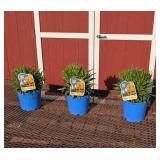 3 Yellow & Red Sunkiss Coreopsis Plants