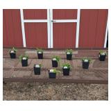 10 Mixed Colors Cheyenne Coneflower Plants