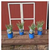 4 Variegated Purple Japanese Iris Plants
