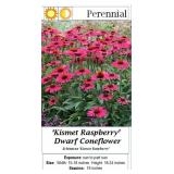 5 Dwarf Red Ombre Coneflower Plants