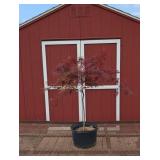 Weeping Japanese Red Dragon Maple Tree