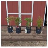 Peony Collection Assortment