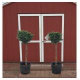 2 Blue Star Topiary Juniper Plants