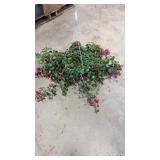 Fuchsia Hanging Basket