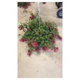Fuchsia Hanging Basket