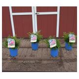 4 Hot Pink Cerise Plume Flower Astilbe Plants