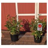 2 Hasslefree Sunset Horizon Rose Plants