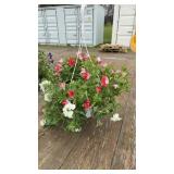 Red and white petunias combined with white verbena