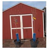 2 Pink & White Kousa Dogwood Trees