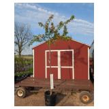 Weeping Japanese Pink Extraordinaire Cherry Tree