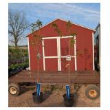 2 Pink Japanese Kwanzan Cherry Trees