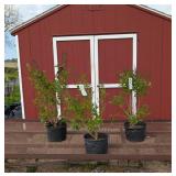 3 Dwarf Fragrant Lavender Pink Miss Kim Lilac Plan