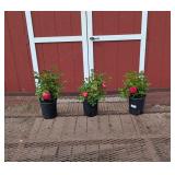 3 Dwarf Sunblaze Rainbow Rose Plants