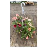 Mixed Hanging Basket