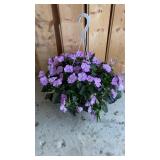 Lavender Sun Patien Hanging Basket
