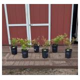 Blueberry Patch Collection