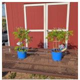 2 Blye Amethyst Falls Wisteria Plants