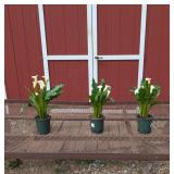 3 Annual White Flirt Calla Lily Plants