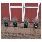 4 Bicolor Pink-Rose Sugar Plum Dianthus Plants