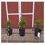 3 Red Karl Rosenfeld Peony Plants