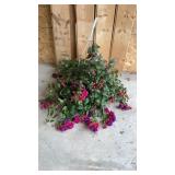 Fuchsia Hanging Basket