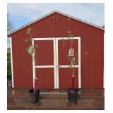 2 Triumph Apple Trees