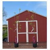 2 Pink Lady Apple Trees