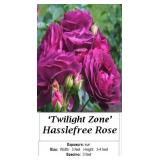 2 Hasslefree Twilight Zone Rose Plants