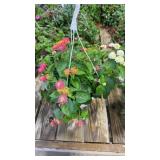 Mixed Hanging Basket
